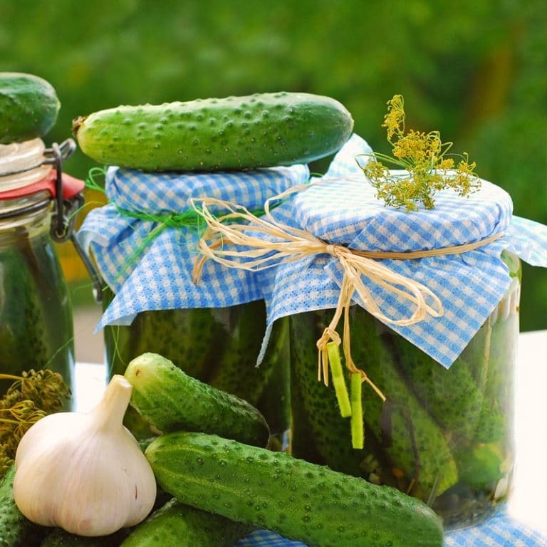 Picture of خیارشور تخمیری