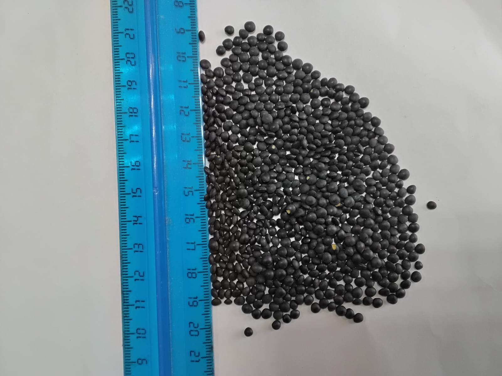 Picture of black lentils